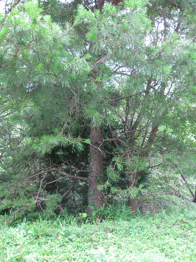 ��No1�A7��