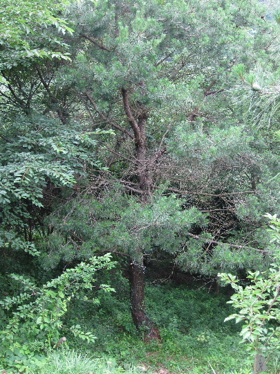 ��No2�A7��