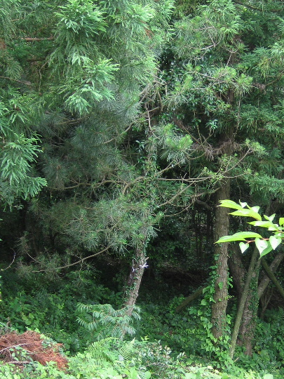 ��No3�A�V��