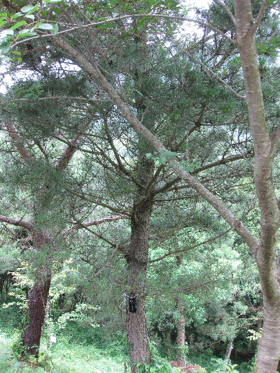 ��No5�A7��