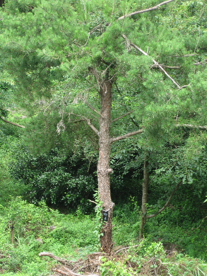 ��No6�A7��