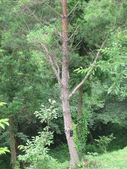 ��No7�A7��