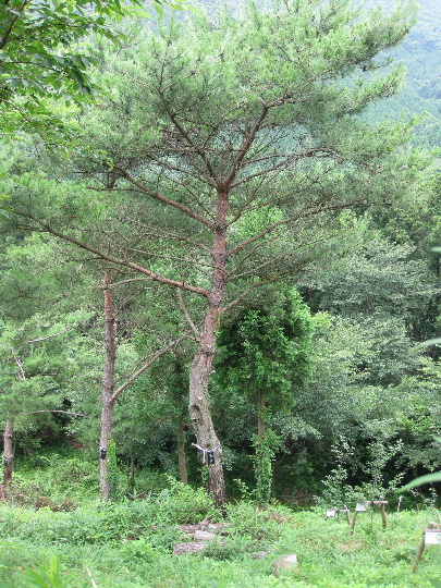 ��No8�A7��