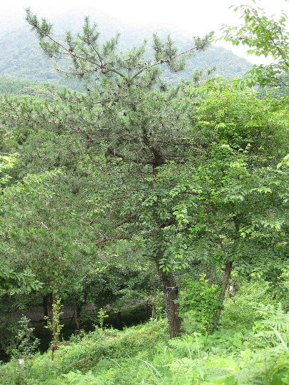 ��No9�A7��