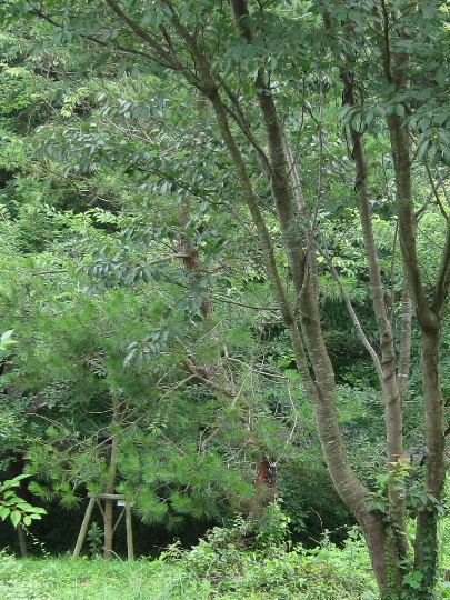 ��No10�A7��