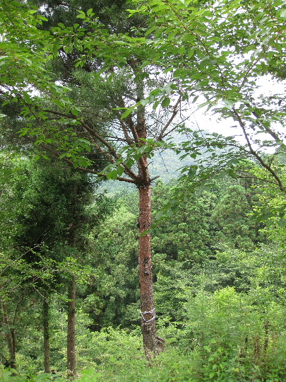 ��No13�A7��