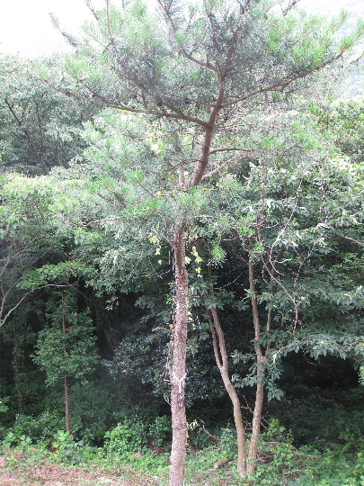 ��No16�A7��