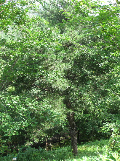 ��No14�A7��