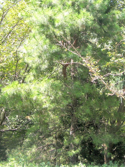 ��No1�A9��