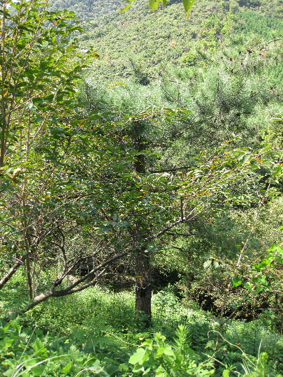 ��No9�A9��