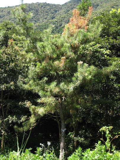 ��No15�A9��