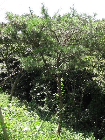 ��No16�A9��