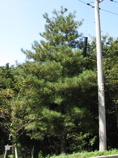 ��No17�A9��