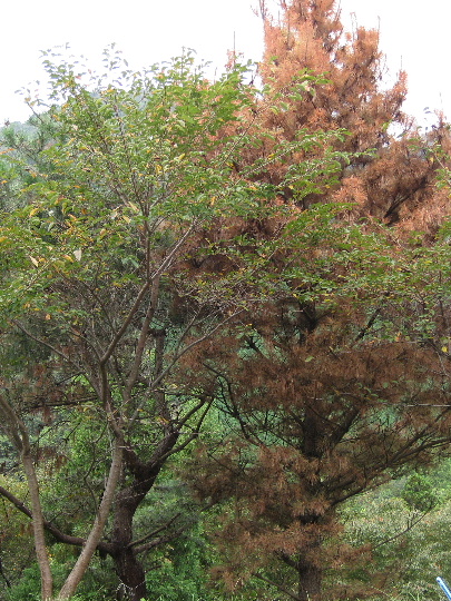 ��No5�A9��