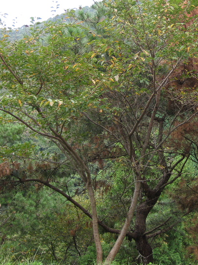 ��No4�A9��