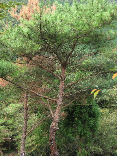 ��No8�A9��