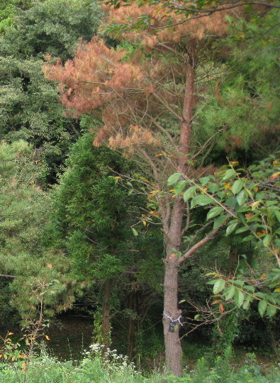 ��No7�A9��