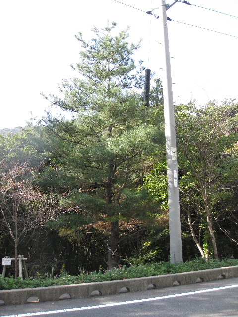 ��No17�A11��