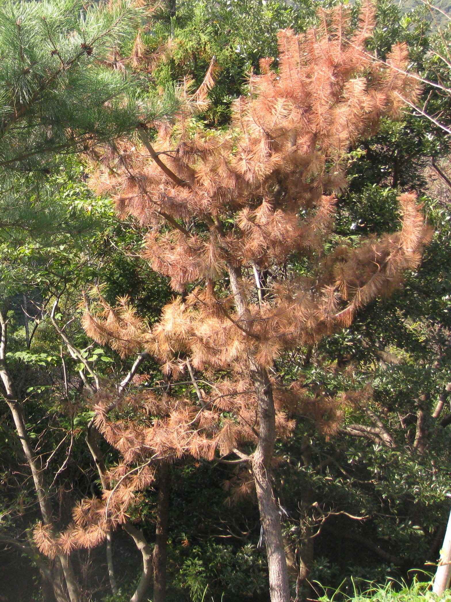 ��No15�A11��