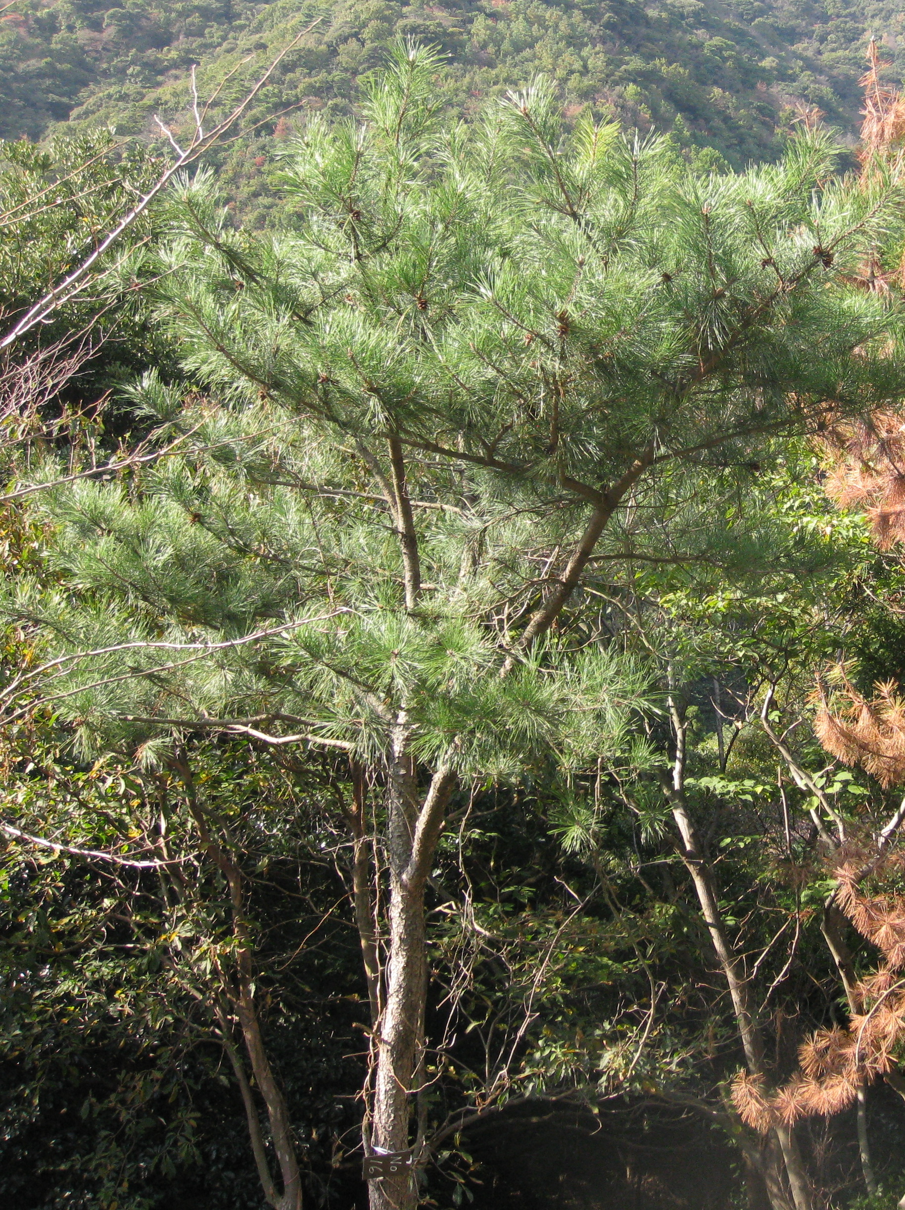 ��No16�A11��