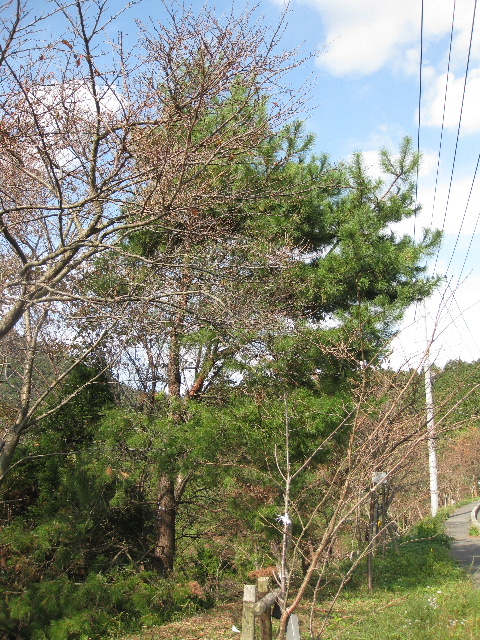 ��No1�A11��