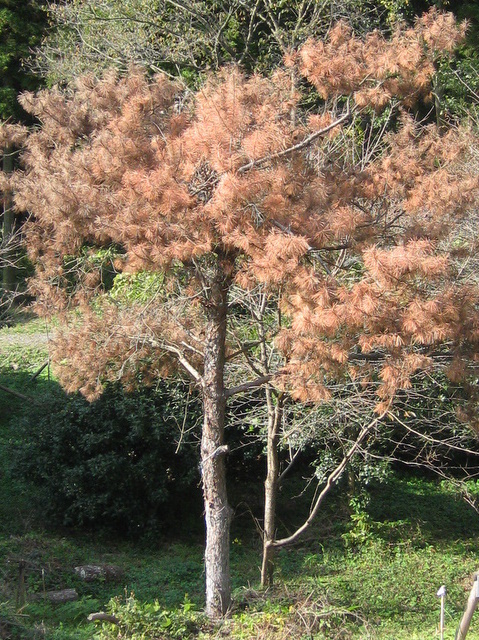 ��No6�A11��