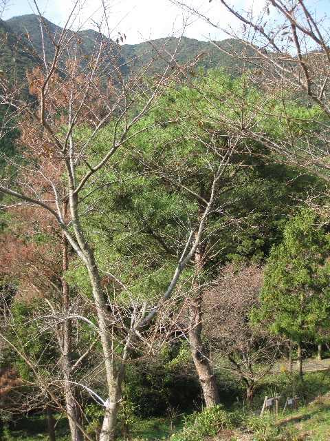 ��No8�A11��