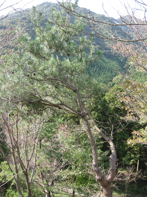 ��No11�A11��