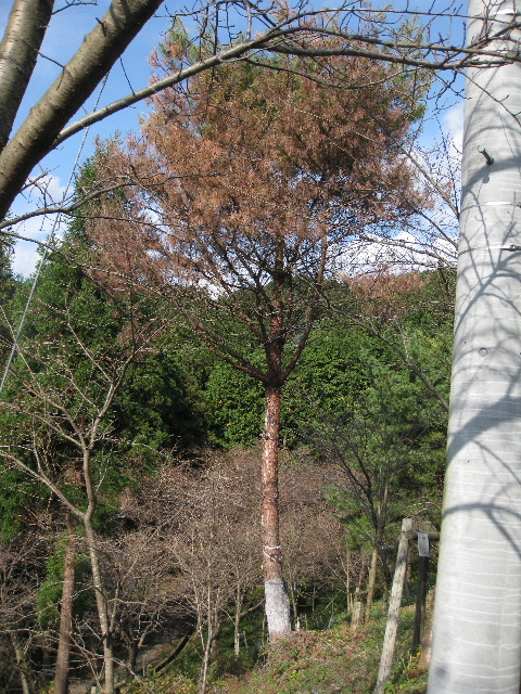 ��No13�A11��