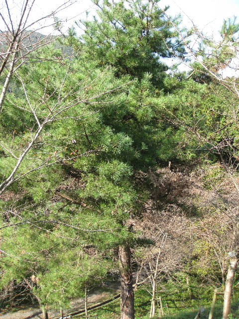 ��No14�A11��