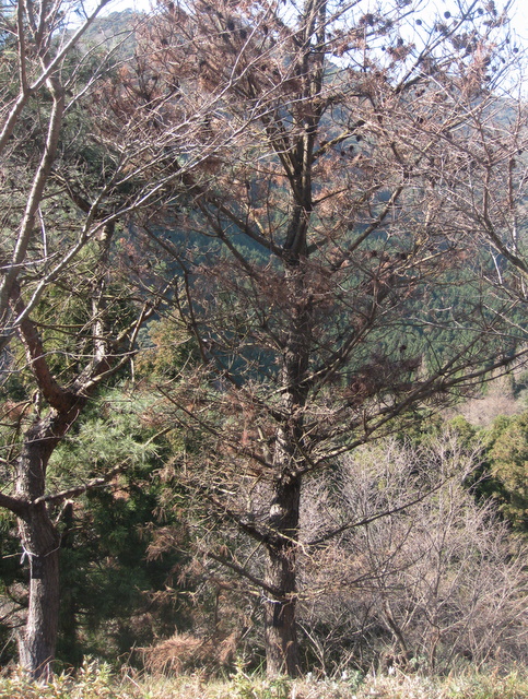 ��No5�A2010�N1��