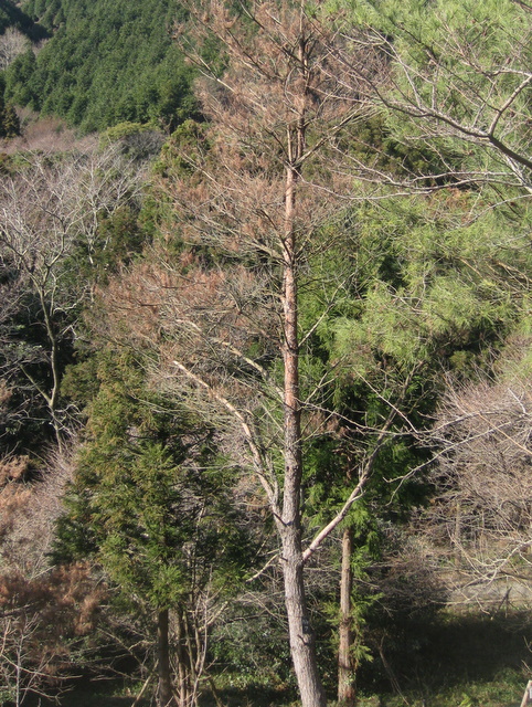 ��No7�A2010�N1��